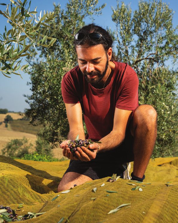 Olinda — raccolta delle olive